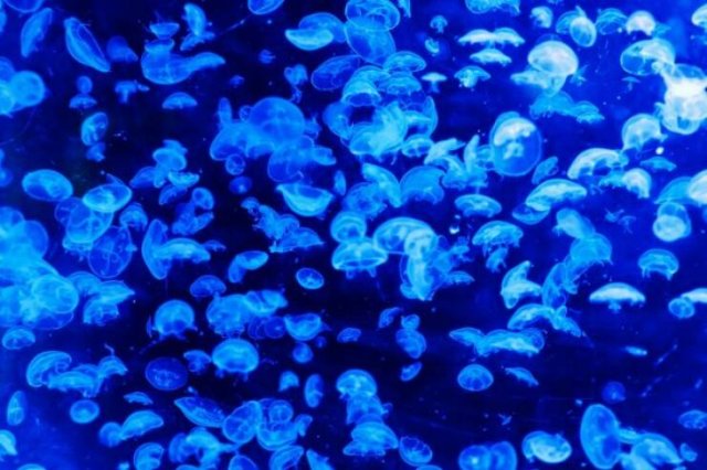 Most Poisonous Creatures In The World (8 pics) Most Poisonous Creatures In The World (8 pics)