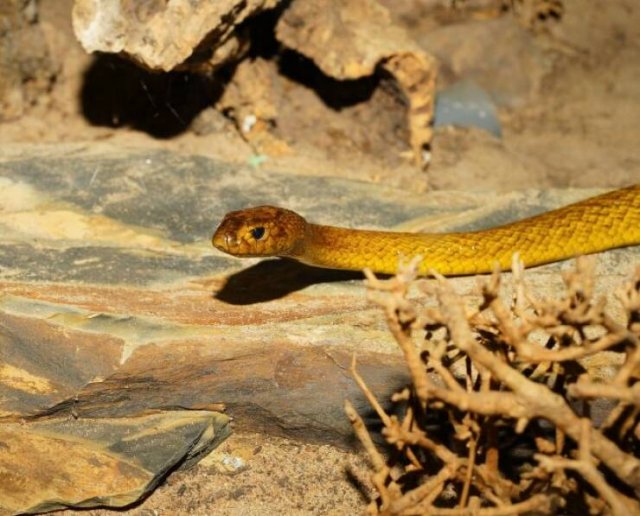 Most Poisonous Creatures In The World (8 pics) Most Poisonous Creatures In The World (8 pics)