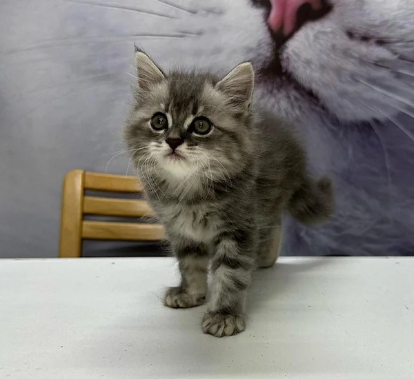 Cute Animals (30 pics)