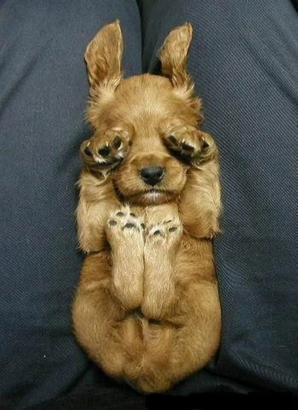 Cute Animals (30 pics)