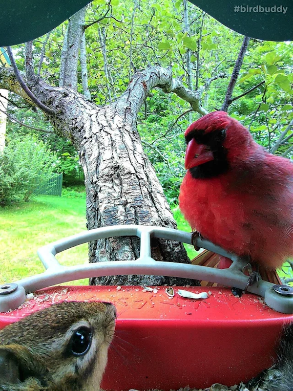 Cute Animals (30 pics)