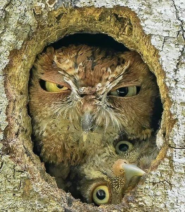 Cute Animals (30 pics)