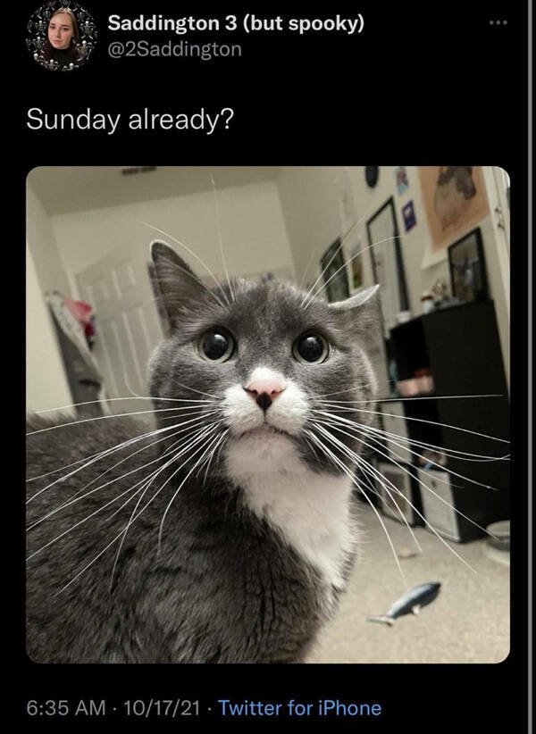 Memes With Animals (15 pics)
