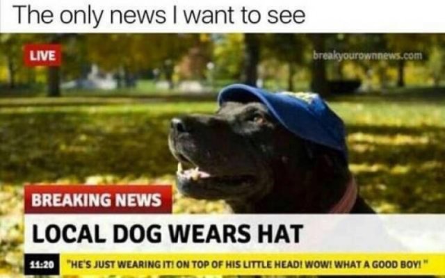 Memes With Animals (15 pics)