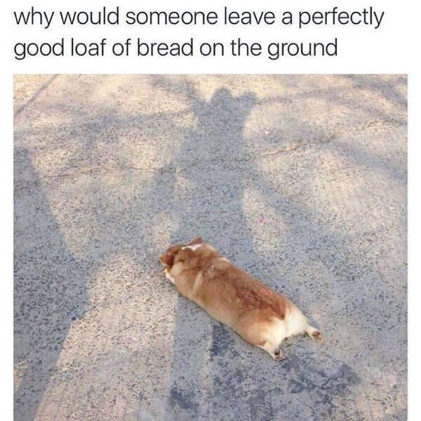 Memes With Animals (15 pics)