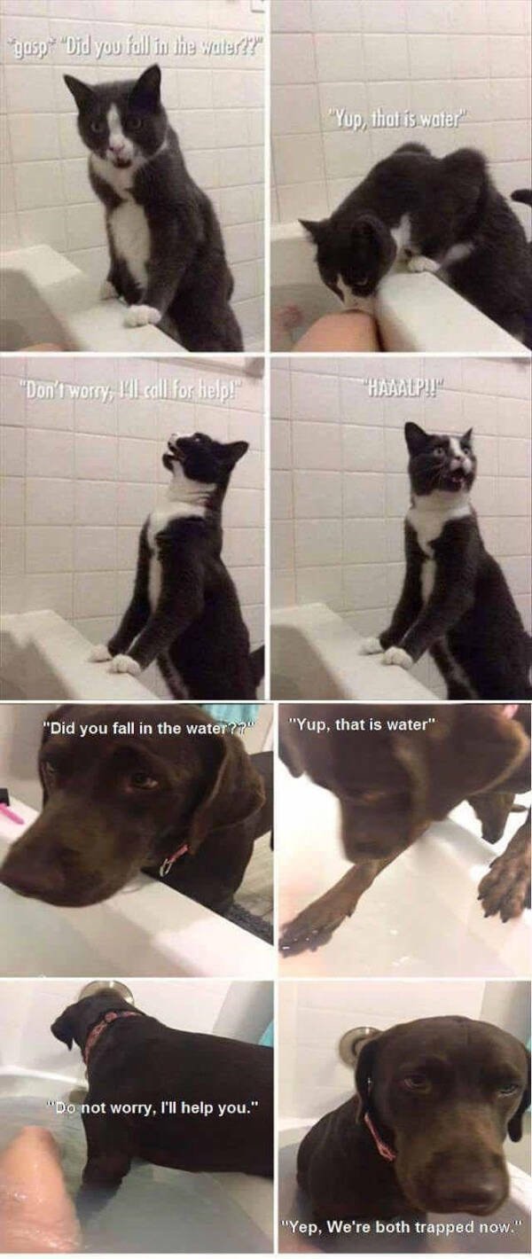 Memes With Animals (15 pics)