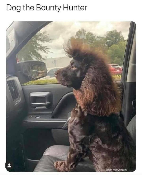 Memes With Animals (15 pics)