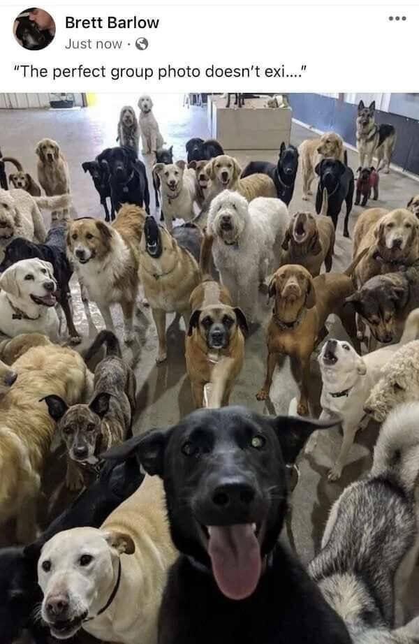Memes With Animals (15 pics)