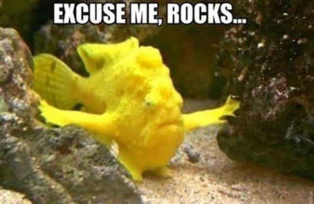 Memes With Animals (15 pics)