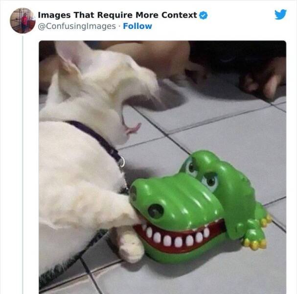 Funny Photos Without Context (24 pics)