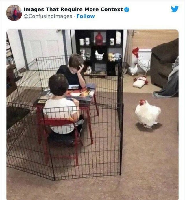 Funny Photos Without Context (24 pics)