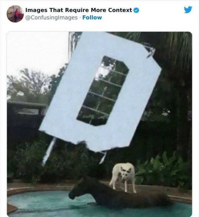 Funny Photos Without Context (24 pics)