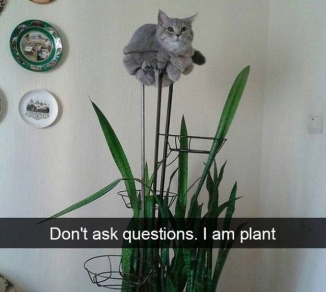 Funny Animals (59 pics)