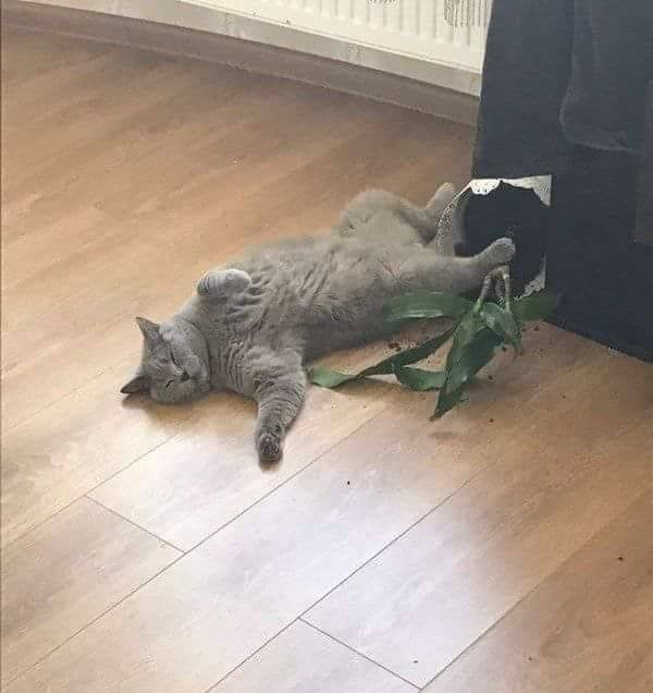 Funny Animals (59 pics)