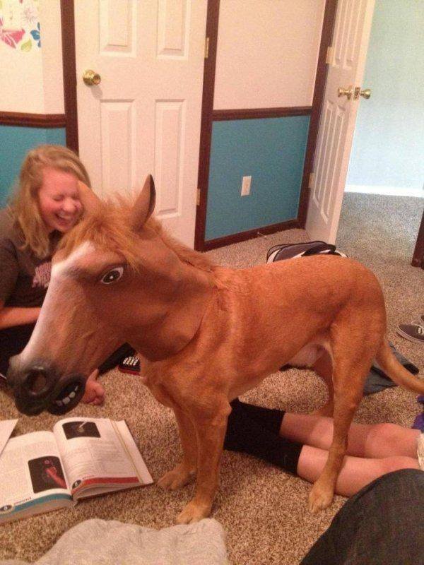 Funny Animals (59 pics)