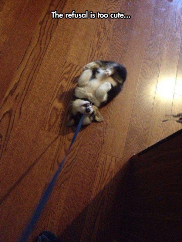 Funny Animals (59 pics)