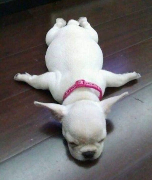 Funny Animals (59 pics)