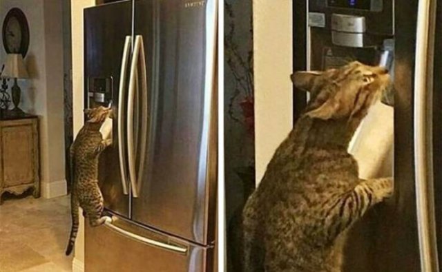 Funny Animals (59 pics)