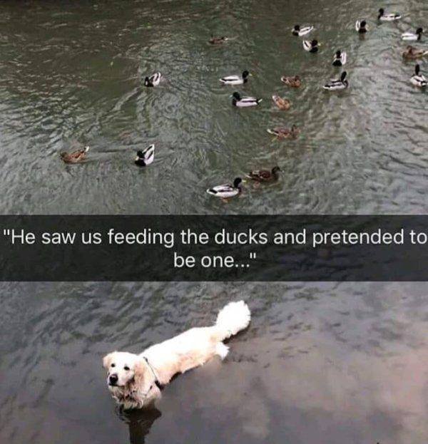 Funny Animals (59 pics)