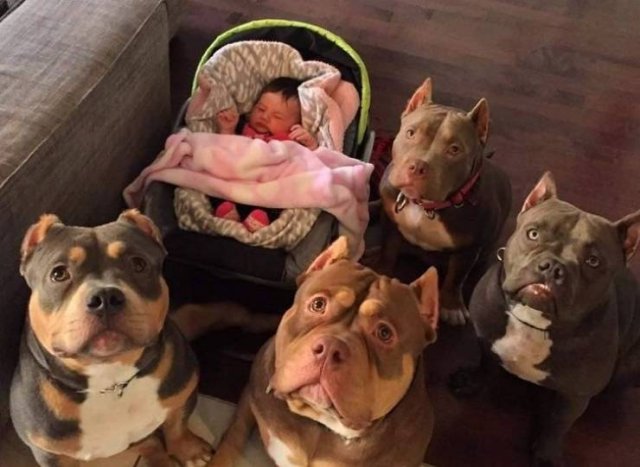Funny Animals (59 pics)