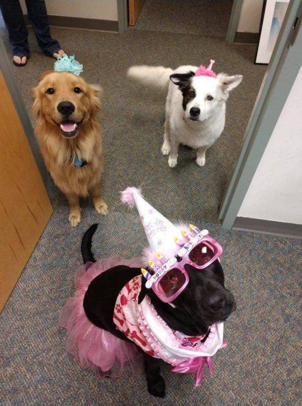 Funny Animals (59 pics)