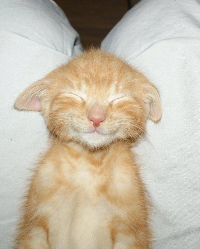 Funny Animals (59 pics)