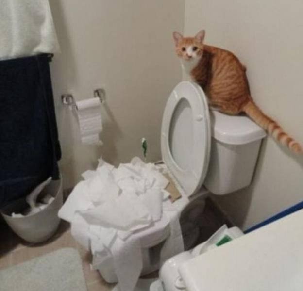 Very Brazen Animals (26 pics) Very Brazen Animals (26 pics)