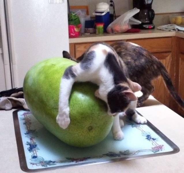 Funny Animals (59 pics)