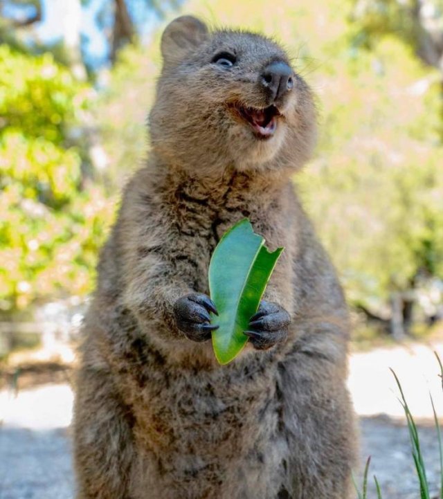Funny Animals (59 pics)