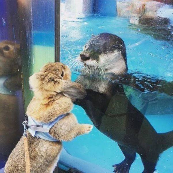 Funny Animals (59 pics)