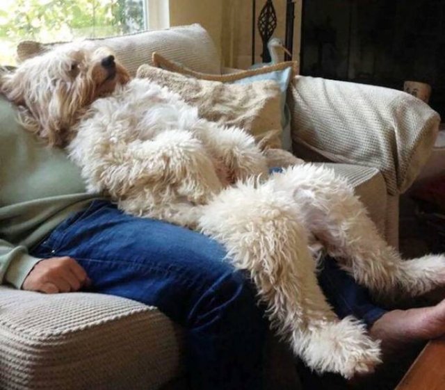 Funny Animals (59 pics)