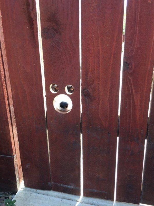Funny Animals (59 pics)