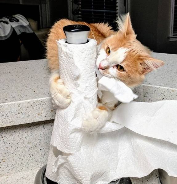 Very Brazen Animals (26 pics) Very Brazen Animals (26 pics)