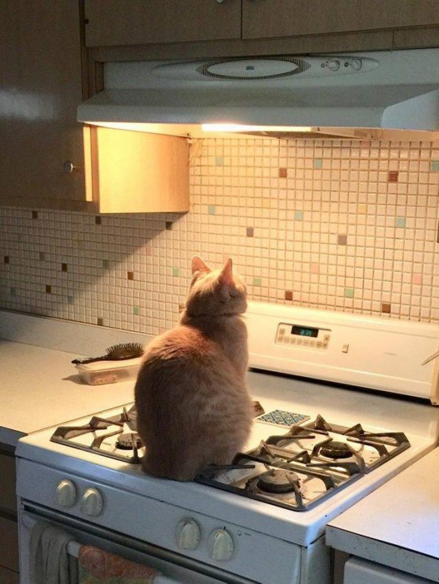 Funny Animals (59 pics)