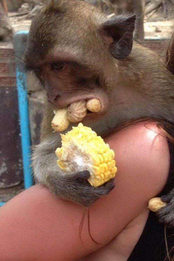 Funny Animals (59 pics)