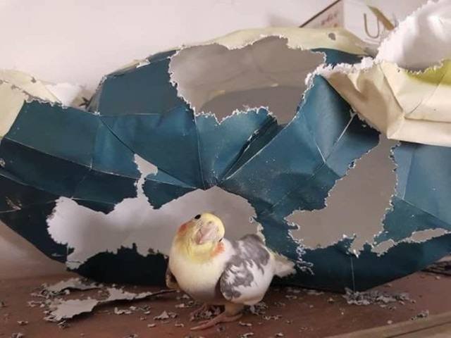 Very Brazen Animals (26 pics) Very Brazen Animals (26 pics)