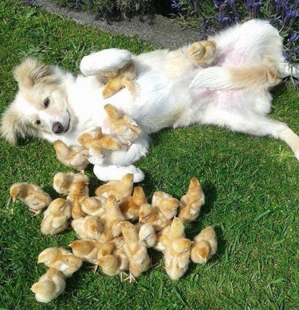 Funny Animals (59 pics)