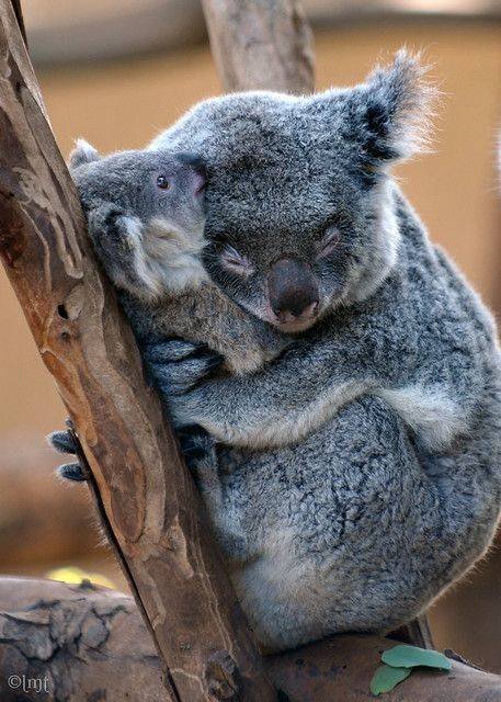 Funny Animals (59 pics)