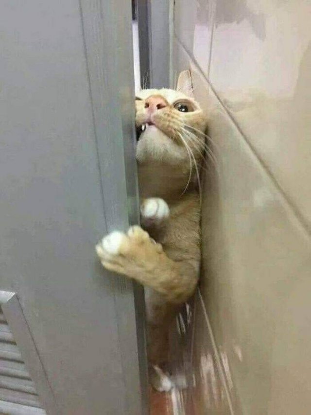Funny Animals (59 pics)
