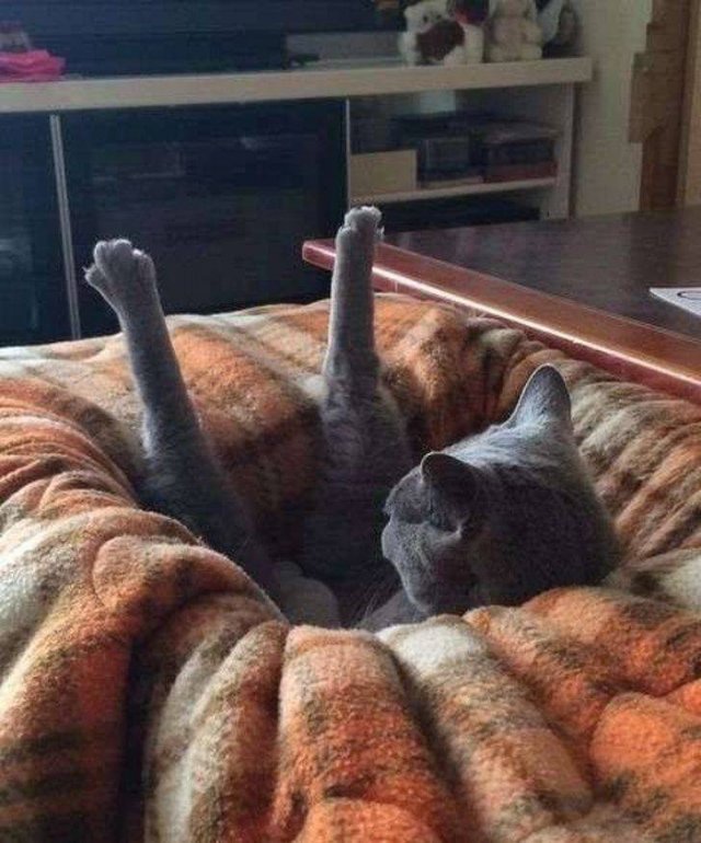 Funny Animals (59 pics)