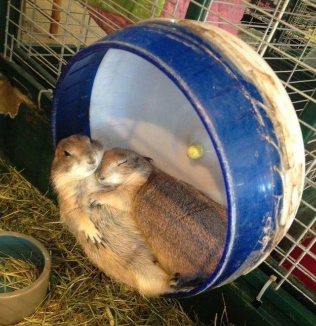 Funny Animals (59 pics)