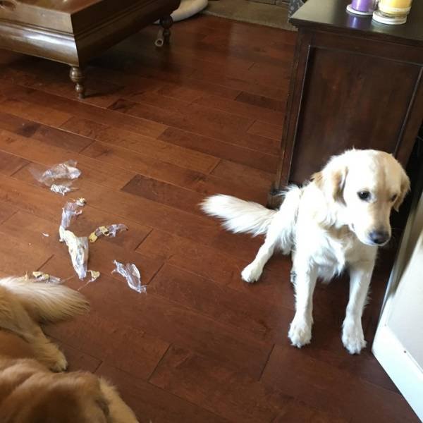 Very Brazen Animals (26 pics) Very Brazen Animals (26 pics)