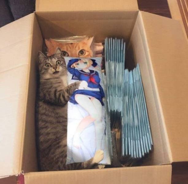 Funny Animals (59 pics)