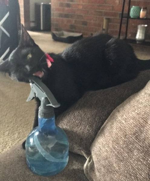 Very Brazen Animals (26 pics) Very Brazen Animals (26 pics)