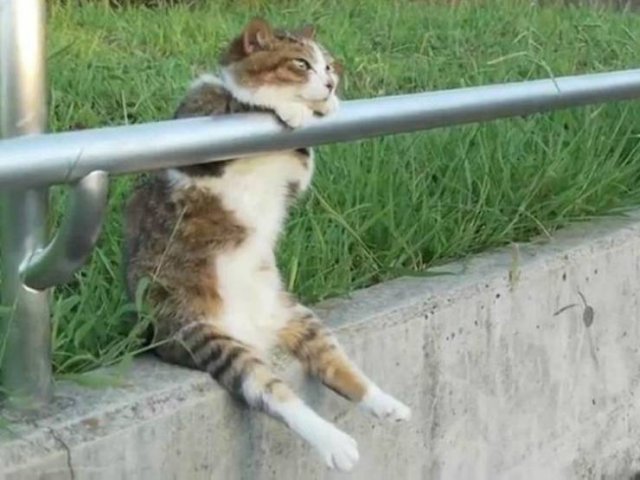 Funny Animals (59 pics)