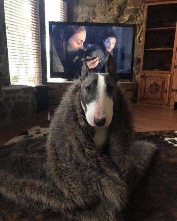 Funny Animals (59 pics)