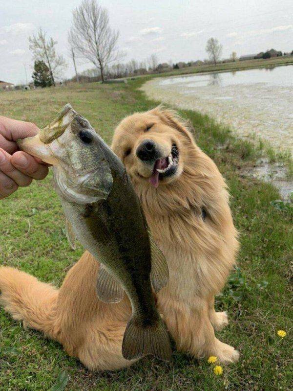 Funny Animals (59 pics)