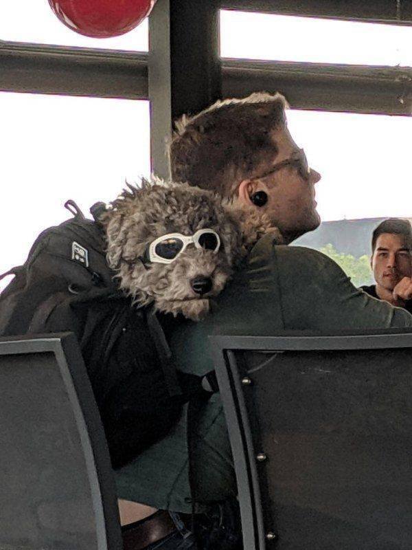 Funny Animals (59 pics)