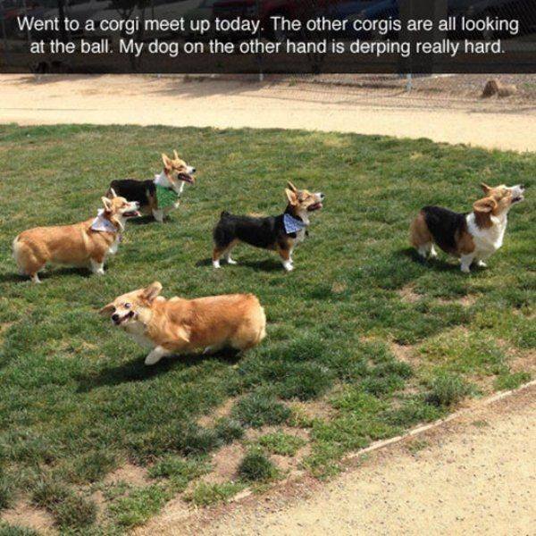 Funny Animals (59 pics)