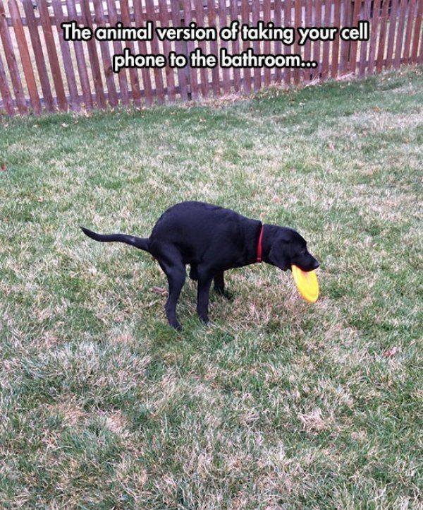 Funny Animals (59 pics)